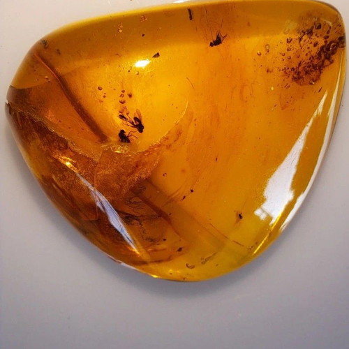 Baltic Amber Stone with Ancient Insects New