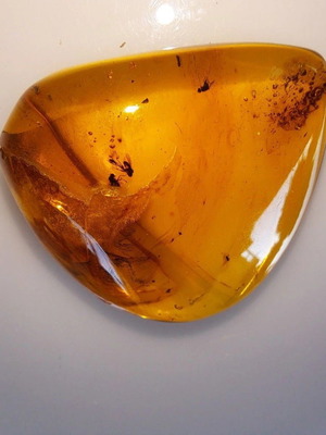 Baltic Amber Stone with Ancient Insects New