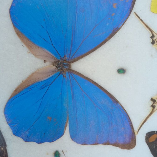 Vintage serving tray with butterfly collection used