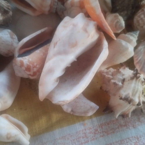 Seashells used, over 100, with seahorse and starfish