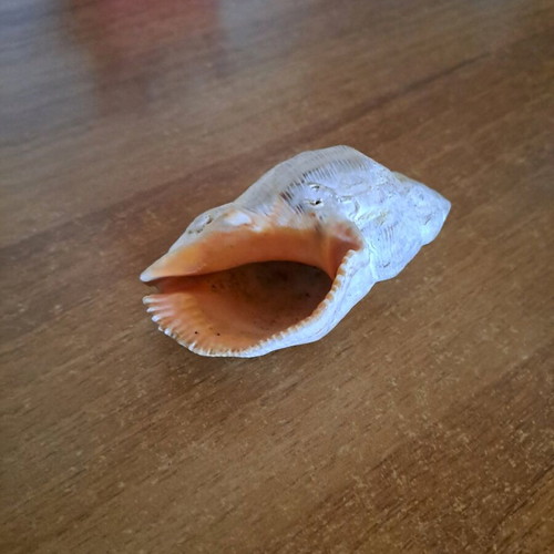 Shell used as shown