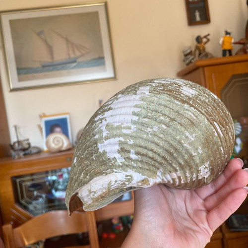 Large seashell used, natural from the sea