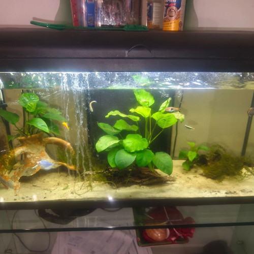 Aquarium 110 liters used with water pumps, heater, and filter