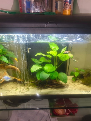 Aquarium 110 liters used with water pumps, heater, and filter