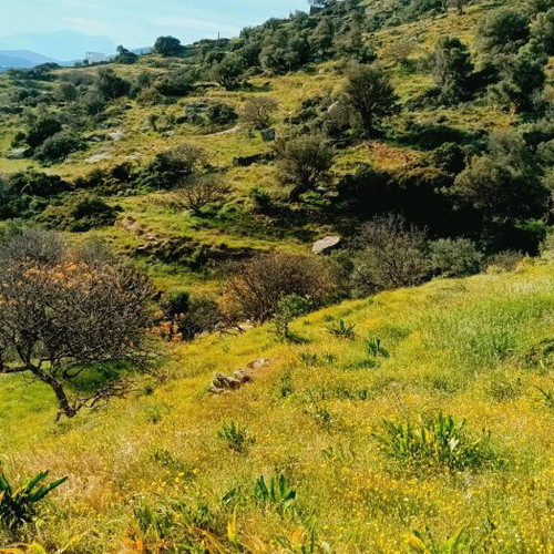 Andros Land Plots 4 Stremmata with Spring and View, Buildable
