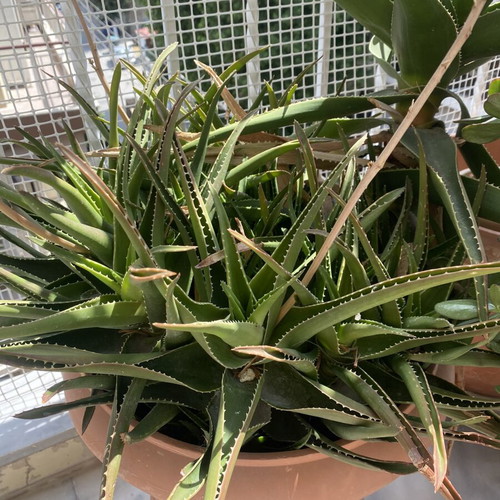 Aloe plants used, healthy and strong, ready for transplanting