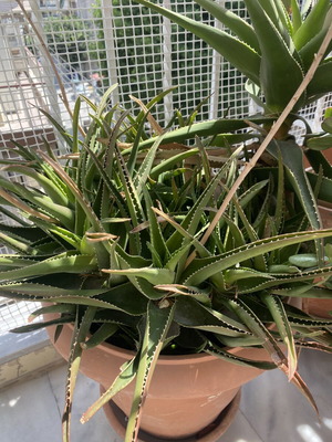 Aloe plants used, healthy and strong, ready for transplanting