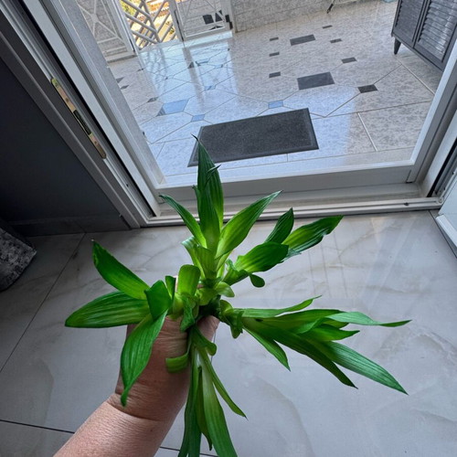 Lucky flower artificial bamboo like new