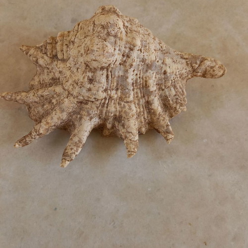 Natural shell used, 24 centimeters long
