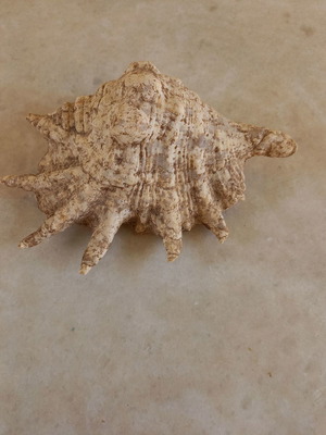 Natural shell used, 24 centimeters long