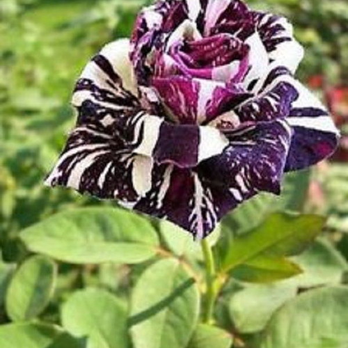 Black Dragon bicolor rose seeds, pack of 25