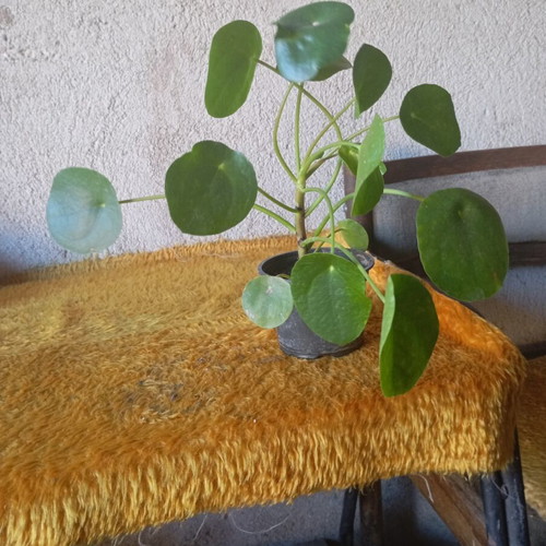 Pilea peperomioides indoor plant like new, Chinese money plant