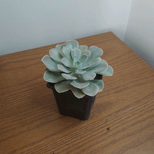 Echeveria 'Pollux' small potted plant