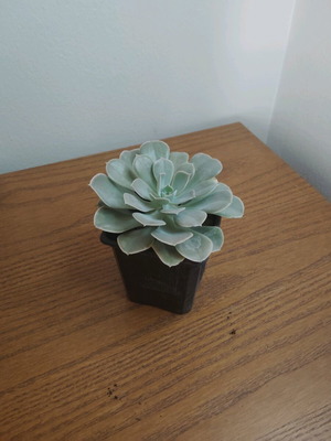 Echeveria 'Pollux' small potted plant