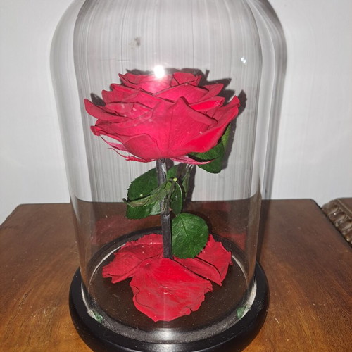 Eternal red rose new, preserved for years