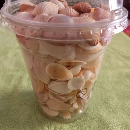 Rare collectible natural seashells like new for decoration and crafts