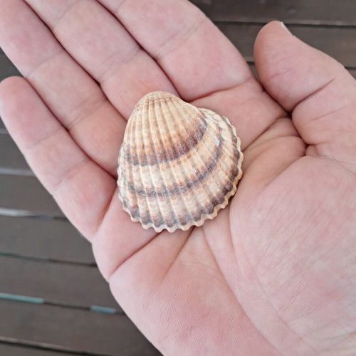 Natural seashell collection like new, pack of 25, various sizes