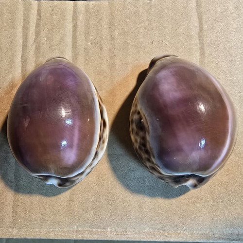 Set of 2 Purple Top Tiger Cowrie decorative shells