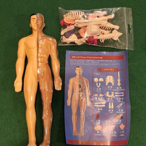 Tissue of the Human Body anatomy model STEM educational toy