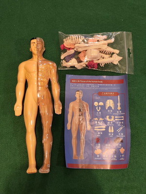Tissue of the Human Body anatomy model STEM educational toy