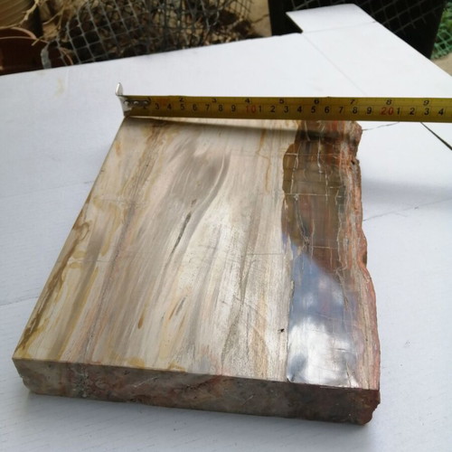 Petrified wood from Madagascar new