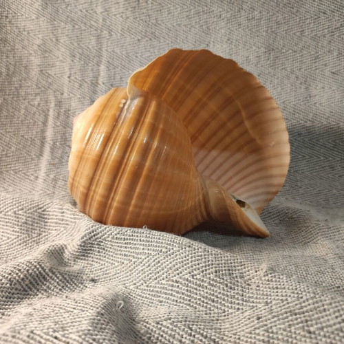 Tonna Galea shell like new, 15x15x11cm