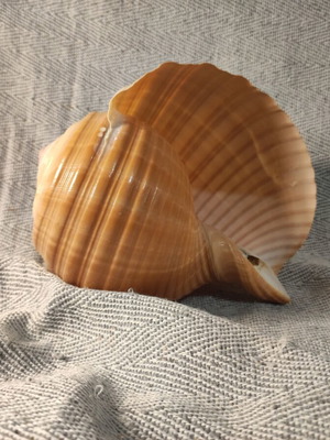 Tonna Galea shell like new, 15x15x11cm