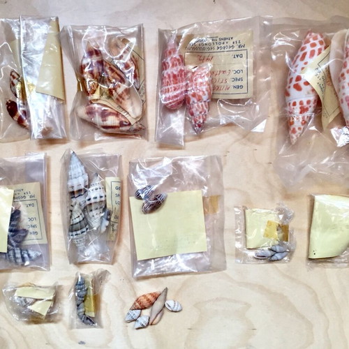 Variety of seashells like new from collection