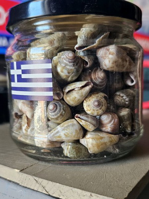 Nassa seashells in jar like new for decoration or crafts