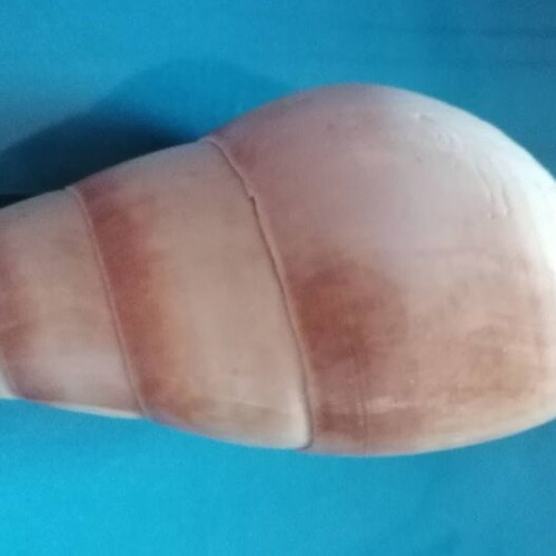 Medium Seashell #2 like new