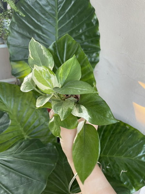 Epipremnum Njoy rooted plant new