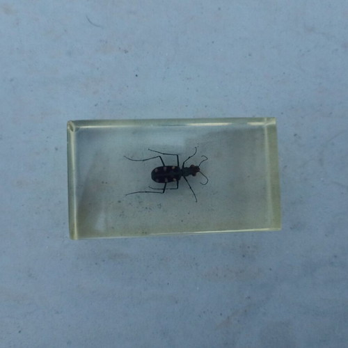 Tiger Beetle Insect from Deagostini True Insects series like new with book