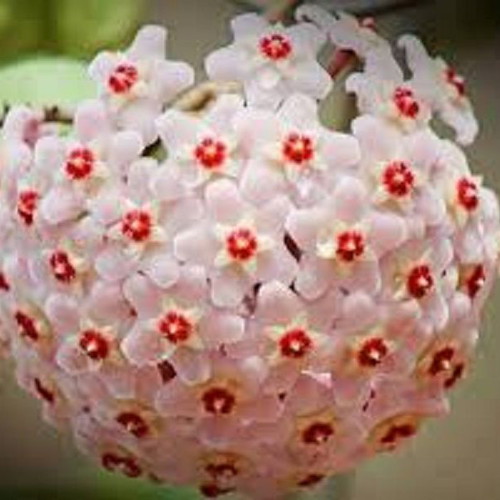 Hoya Carnosa seeds, 25 mix colors, scented climbing plant