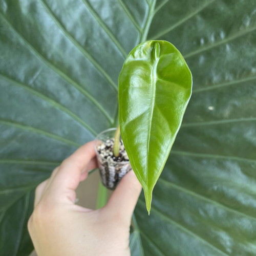 Alocasia Longiloba baby plant new, indoor tropical foliage