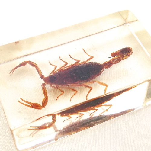 Olivierus martensii scorpion in glass like new for research and observation