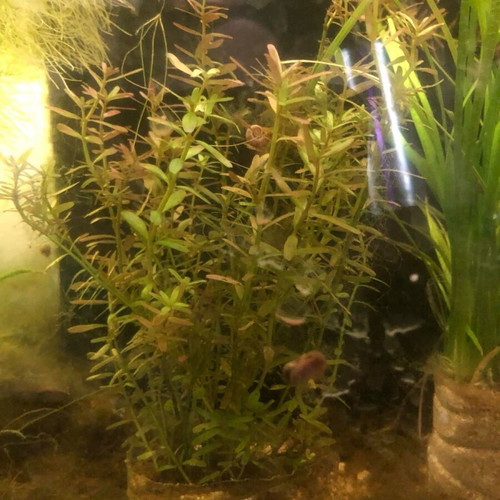 Rotala rotundifolia aquatic plant for aquariums new, bunch