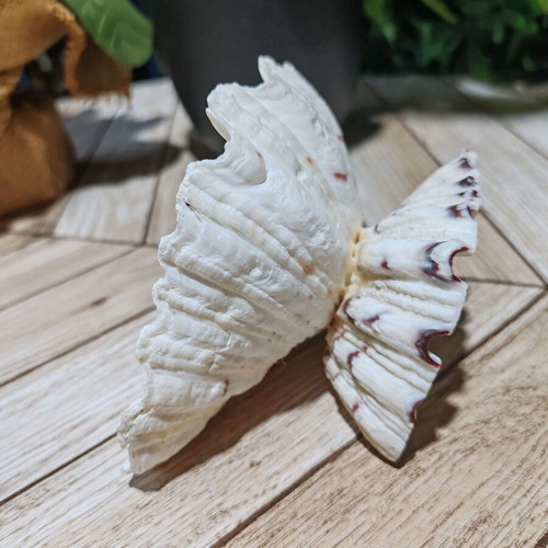 Vintage natural ocean shell bowl, royal design