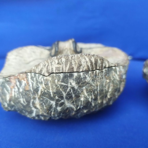 Trilobite display models set of 3, synthetic material, Moroccan