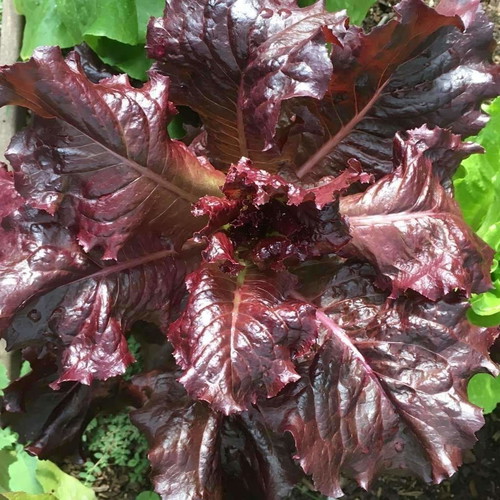 Red Salad Bowl lettuce seeds like new