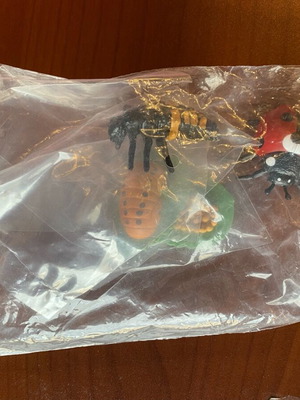 Life cycle of a ladybug new, brand new packaging