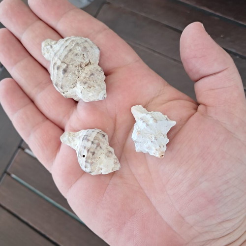 Natural seashell collection like new, pack of 20, various sizes