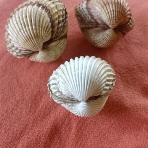 Nautical Decor Set 3 Natural Double Cockle Shells Acanthocardia like new
