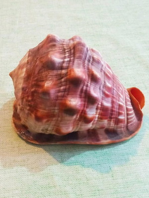 Cypraecassis rufa (Bullmouth Helmet) shell like new, size 13x7
