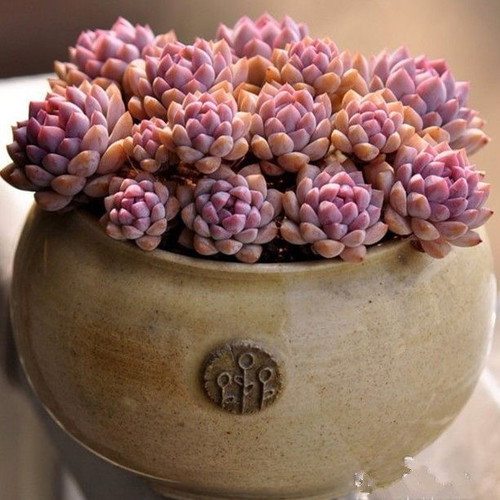 Sedum Ji Qiu Li succulent seeds, gold pink, pack of 25