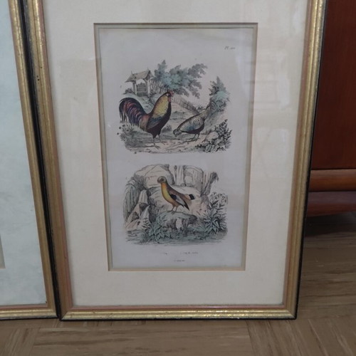 Set of 3 vintage natural history prints in gold frames