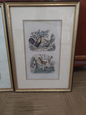 Set of 3 vintage natural history prints in gold frames