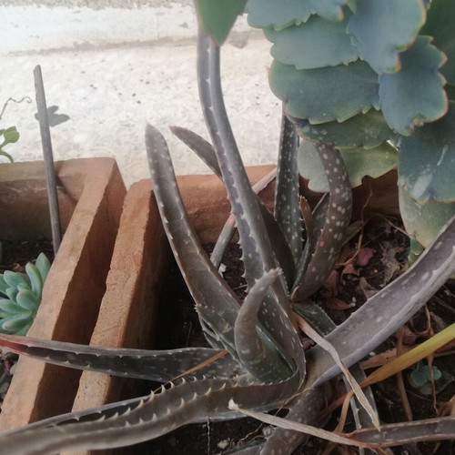 Aloe plant used in 10cm plastic pot with narrow leaves