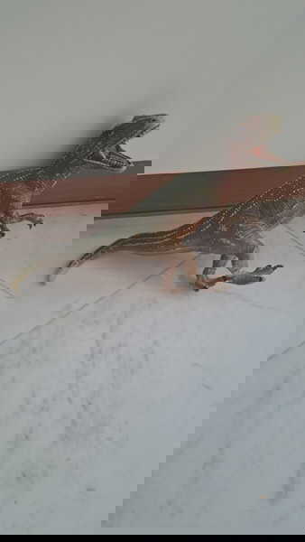 Παλιός δεινόσαυρος
