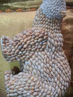 Handmade decorative bear used with natural shells