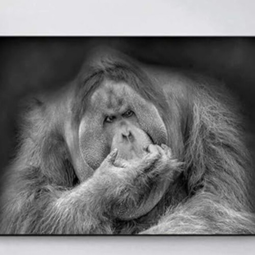 Orangutan canvas black and white like new, 40x50 cm